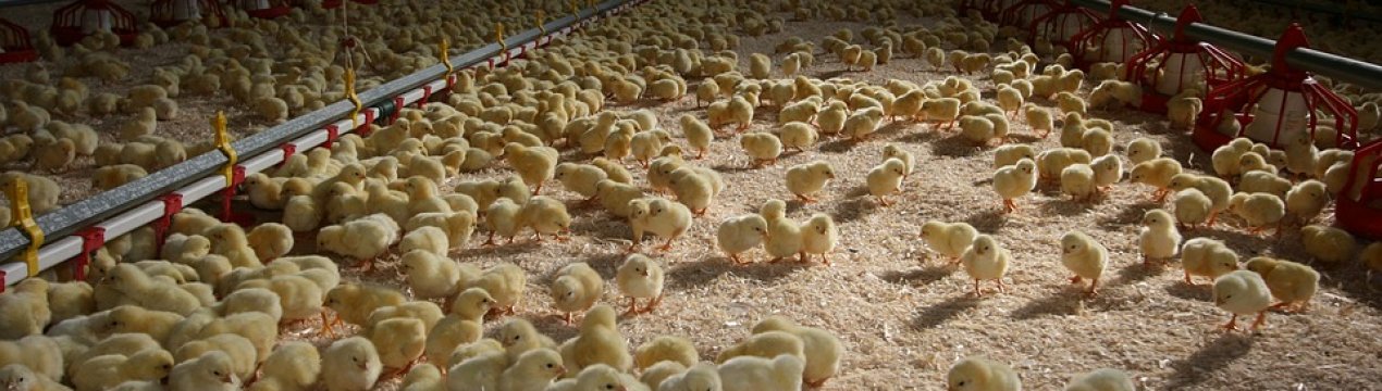 Збереження молодняку бройлерів на птахофабриці «Синельниківська» досягає 94-98%