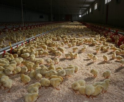 Збереження молодняку бройлерів на птахофабриці «Синельниківська» досягає 94-98%