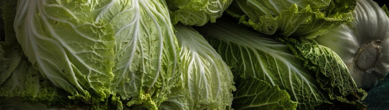 Особливості вирощування китайської капусти