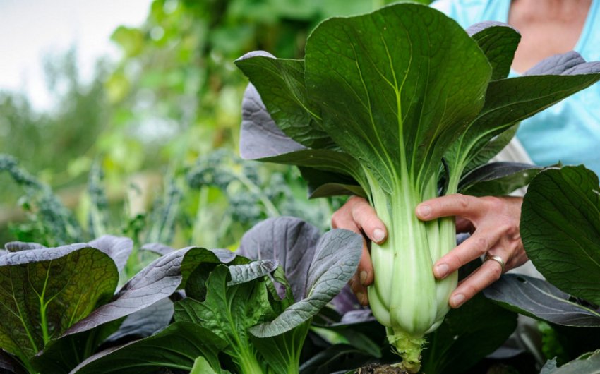 Китайська капуста пак-чой Китайська капуста пак-чой