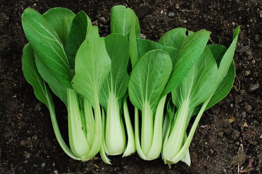 Китайська капуста пак-чой Китайська капуста пак-чой