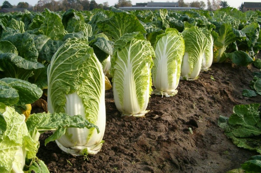Пекінська капуста Пекінська капуста