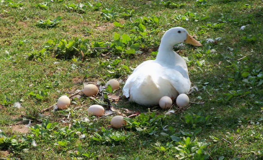 Сколько сидит утка на яйцах. Гусь высиживает яйца. Гусыня высиживает яйца. Утка с яйцом. Утка домашняя.