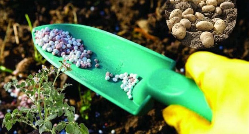 Добриво картоплі Добриво картоплі