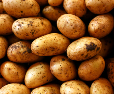 Пізньостиглі сорти картоплі та їх детальний опис