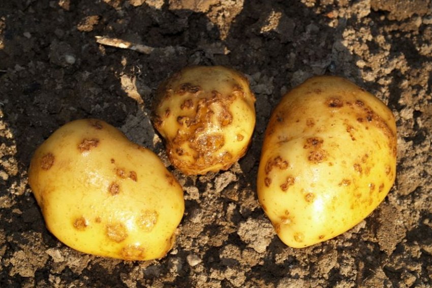 Парша картоплі Парша картоплі