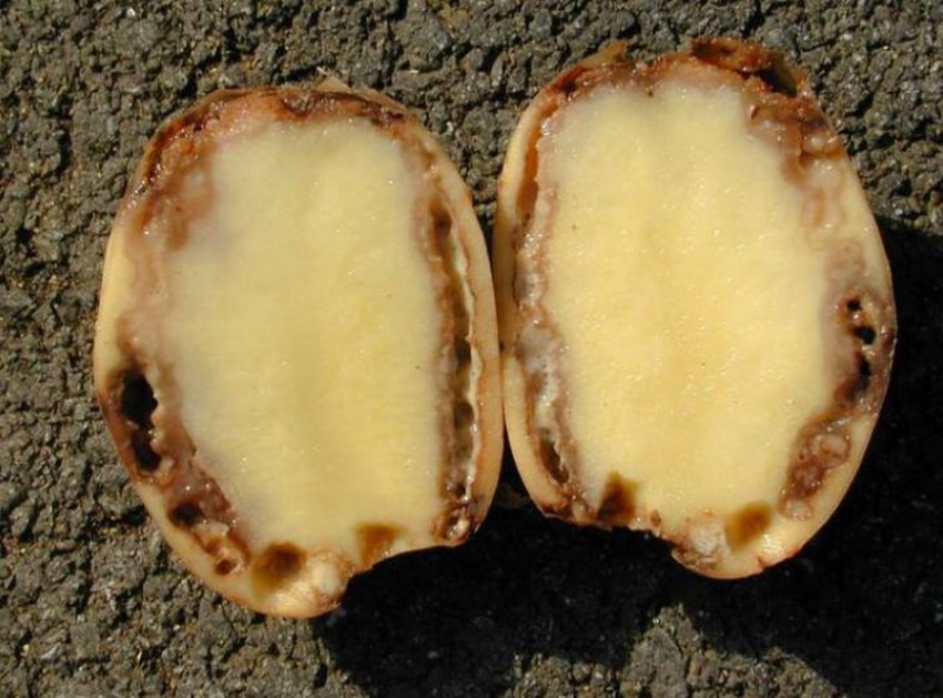 Бура бактеріальна гниль картоплі Бура бактеріальна гниль картоплі