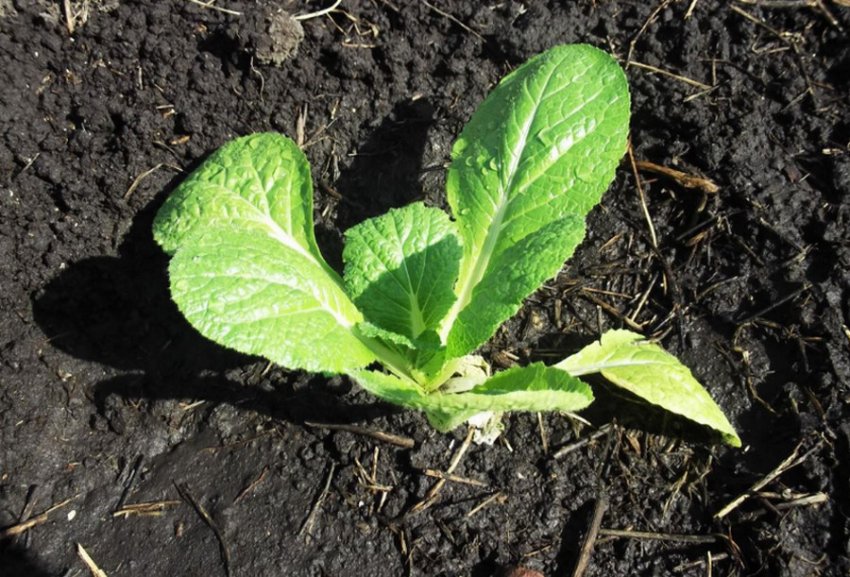 Розсада пекінської капусти висаджений в грунт Розсада пекінської капусти висаджений в грунт