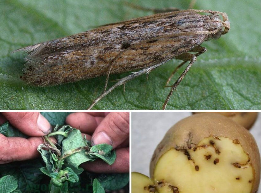 Картопляна міль Картопляна міль