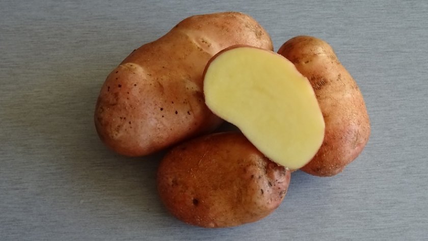Лучшие поздние сорта картофеля: посадка и уход