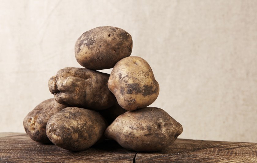 Лучшие поздние сорта картофеля: посадка и уход