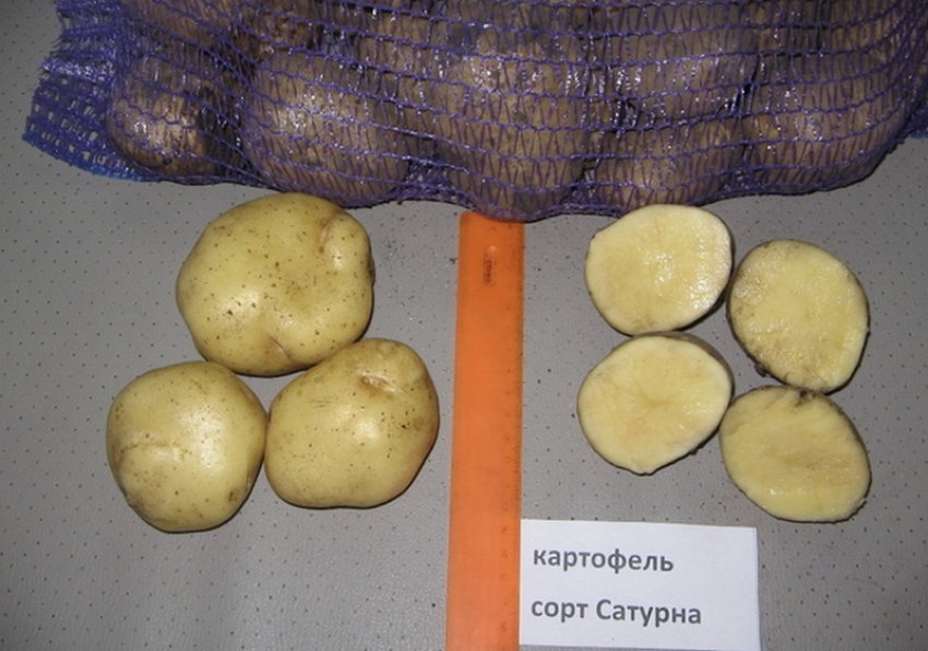 Картопля Сатурна Картопля Сатурна