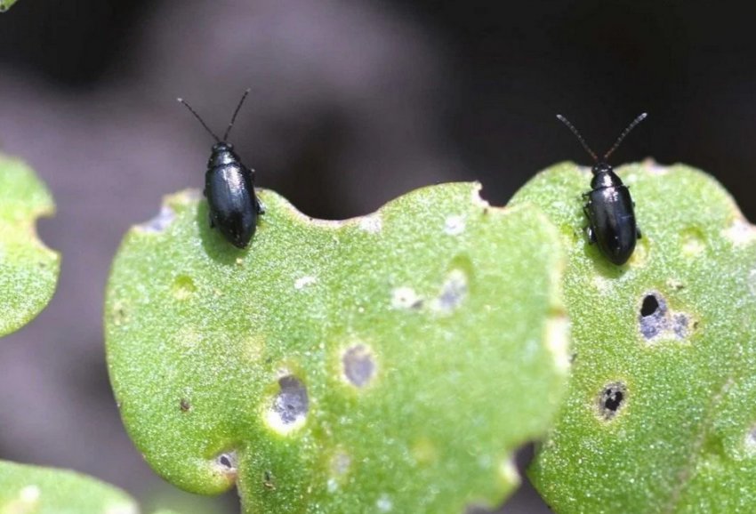 Хрестоцвіті блішки Хрестоцвіті блішки