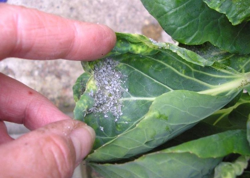 Капустяна попелиця Капустяна попелиця