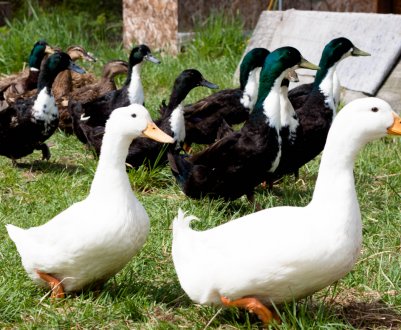 В якому віці починають нестися качки