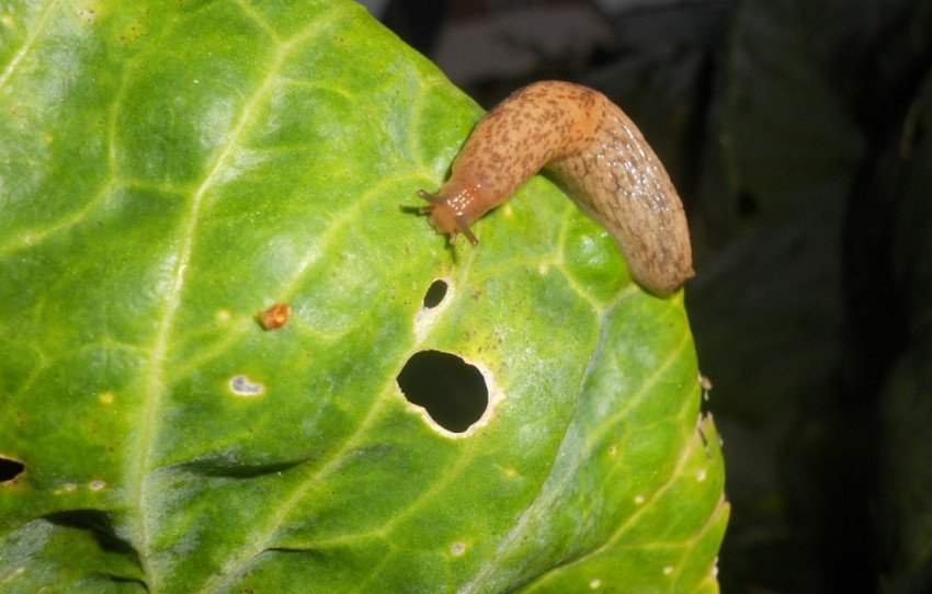 Slug на капусті Slug на капусті