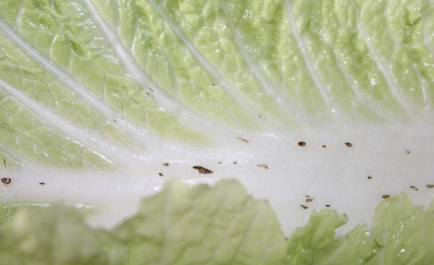 Чорні крапки на пекінській капусті Чорні крапки на пекінській капусті