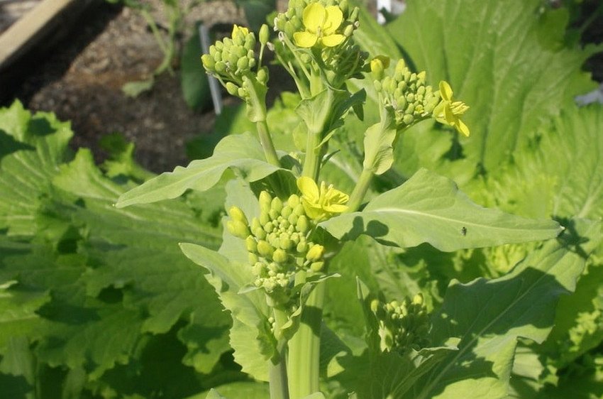 Цвітіння пекінської капусти Цвітіння пекінської капусти