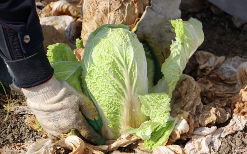 Пекінська капуста Пекінська капуста