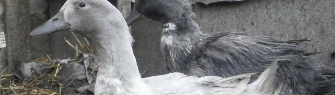 Все про розведенні качки Блакитний Фаворит