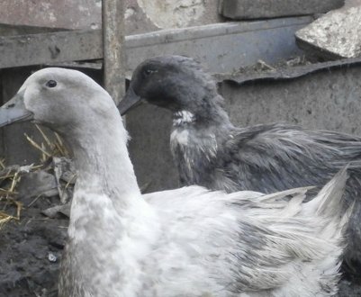 Все про розведенні качки Блакитний Фаворит