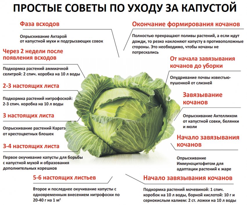 Догляд за капустою