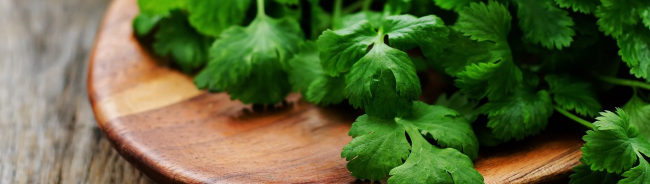 Особливості вживання кінзи для здоров'я чоловіків