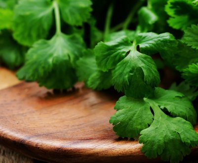 Особливості вживання кінзи для здоров'я чоловіків