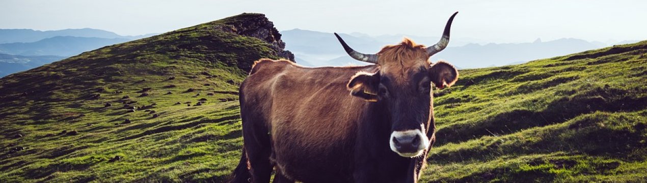 Україна тимчасово призупинила ввезення ВРХ та яловичини з Іспанії