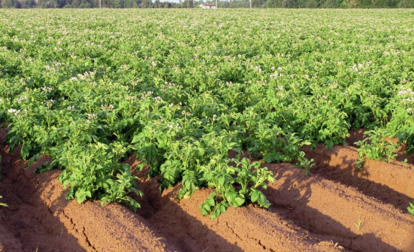 Выращивание поздних сортов картофеля