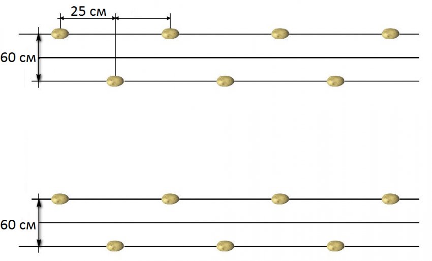 На каком расстоянии сажать картофель между рядами