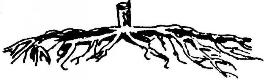 Коренева система карликової яблуні Коренева система карликової яблуні