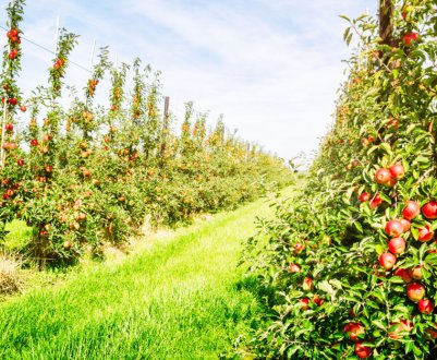 Особливості та опис колоновидних сортів яблуні