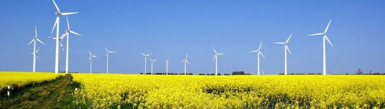 Французькі фермери стверджують, що вітряні турбіни і сонячні батареї вбивають їх худоба