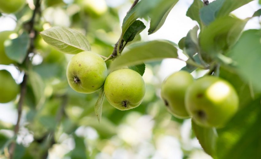 Яблуня сорту Сонечко Яблуня сорту Сонечко