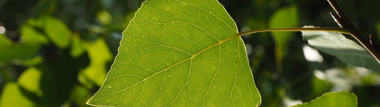 У Житомирській області збирають енергетичний тополя