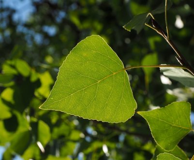 У Житомирській області збирають енергетичний тополя