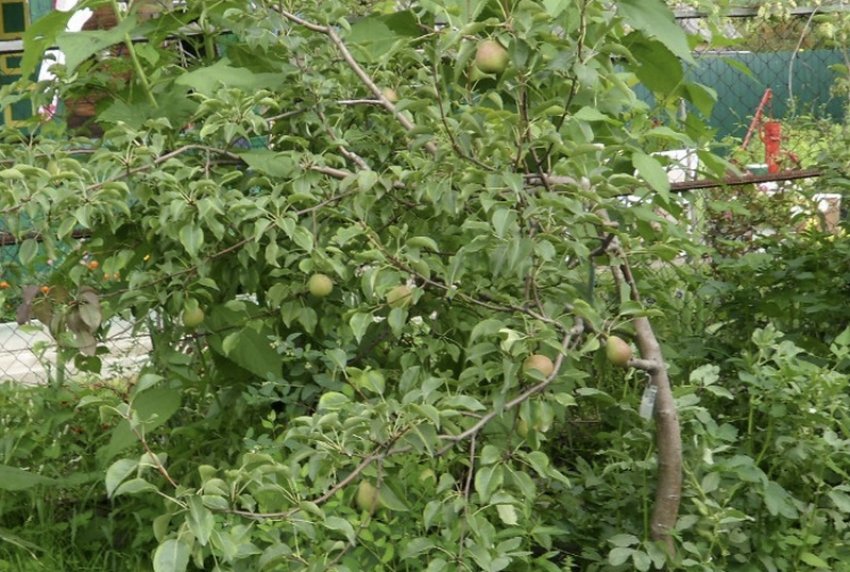 Груша Сварог