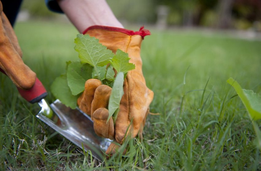 Видалення смітної рослинності