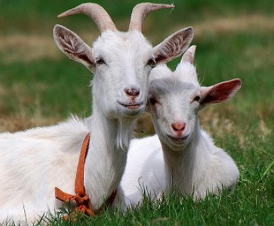 Кров у молоці в кози: причини та лікування