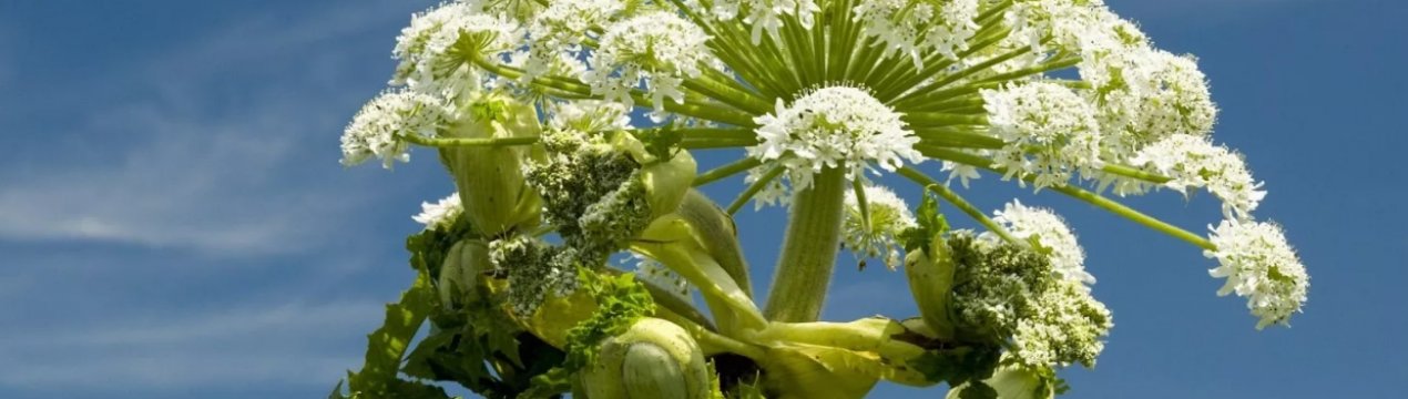 1% площі Калінінградській області — царство борщівника