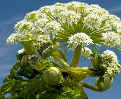 1% площі Калінінградській області — царство борщівника