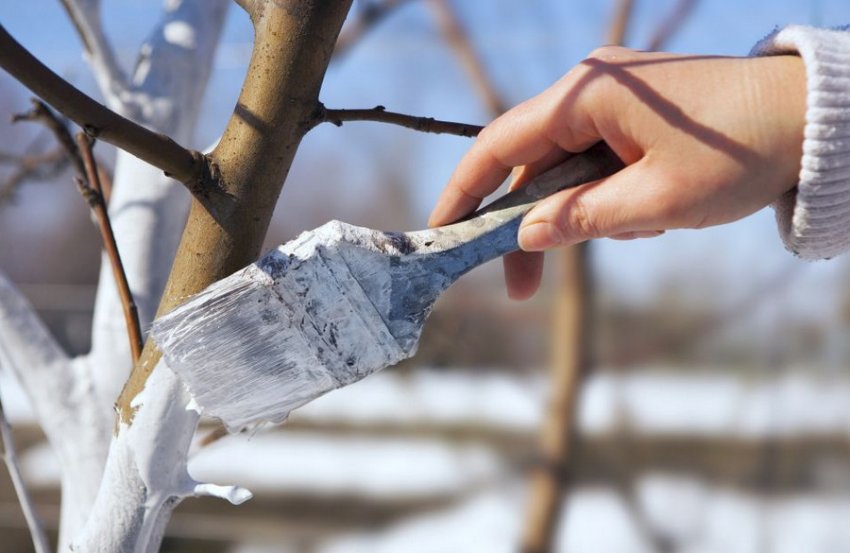 Побілка черешні