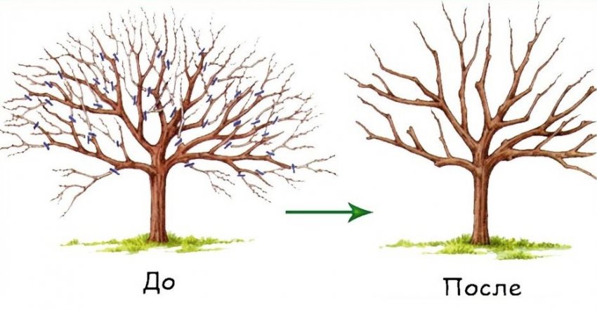 Санітарна обрізка груші