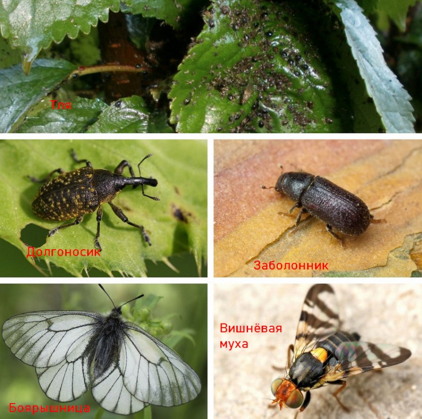Шкідники черешні