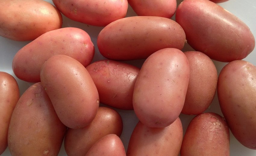 Картопля Альвара Картопля Альвара