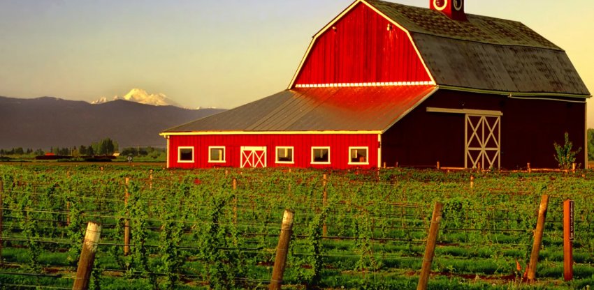 В Шотландії незважаючи на зростання доходів, фермерам не обійтися без субсидій
