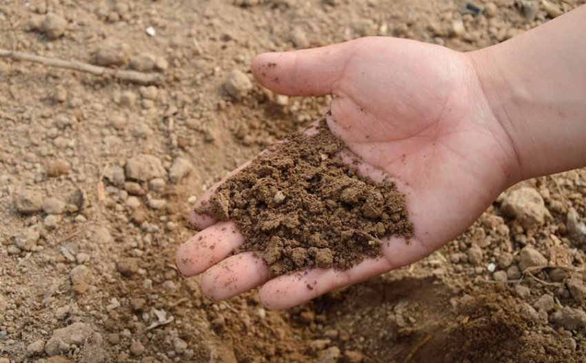 Грунт для посадки Грунт для посадки