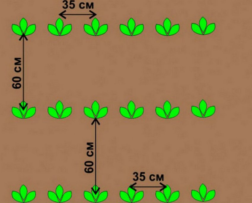 Посадки картоплі Посадки картоплі