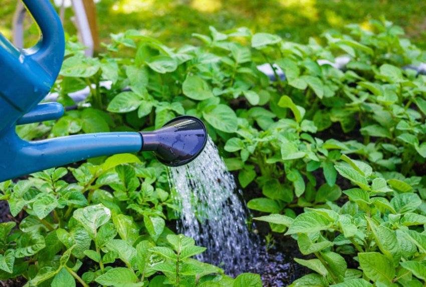 Зрошення картоплі Зрошення картоплі